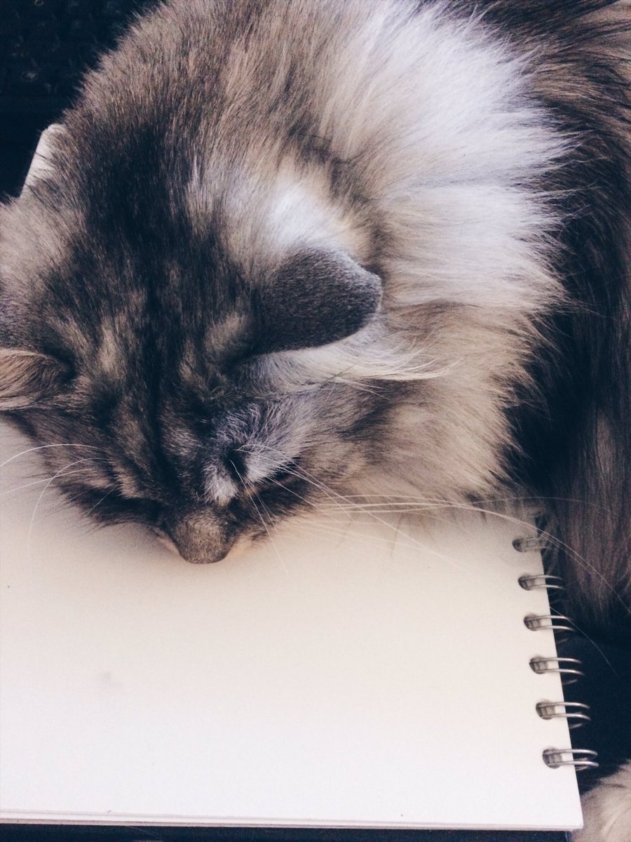 Kasdeyarose's tweet photo. Stealer of chairs. Blocker of papers. 😼💕 https://t.co/hiaZJnWquT