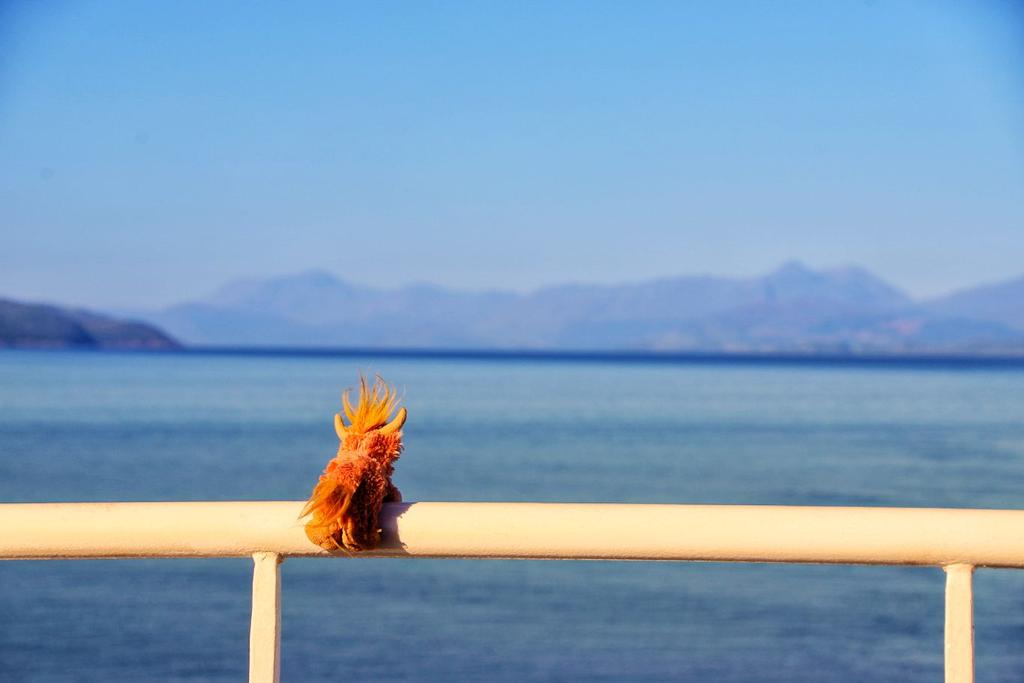 scottmasterton's tweet photo. Hamish is loving his day on the ferry. Seals, porpoises, dolphins and his last favourite the Sea Eagle which he has to run and hide from on account of the fact they find little highlanders rather tasty! #UnlockScotland @myScotRail @CalMacFerries https://t.co/1DIocXZaGS