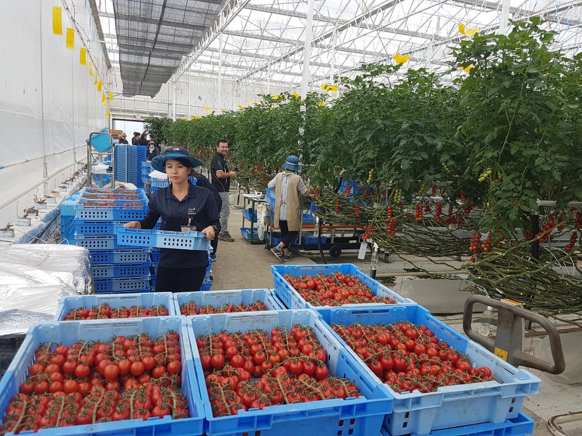 ViaVerde_'s tweet photo. O Eng. Agrônomo Victor Monseff continua viajando pelo mundo, agora em Matsusaka Mile (Japão).
 Sensacional visita a estufas de produção de tomate e plantas de processamento de vegetais.
 Show o nível de tecnologia!
 #nuffieldAg #nuffieldBr @nufieldbrazil  #viaverde https://t.co/woURicUAho