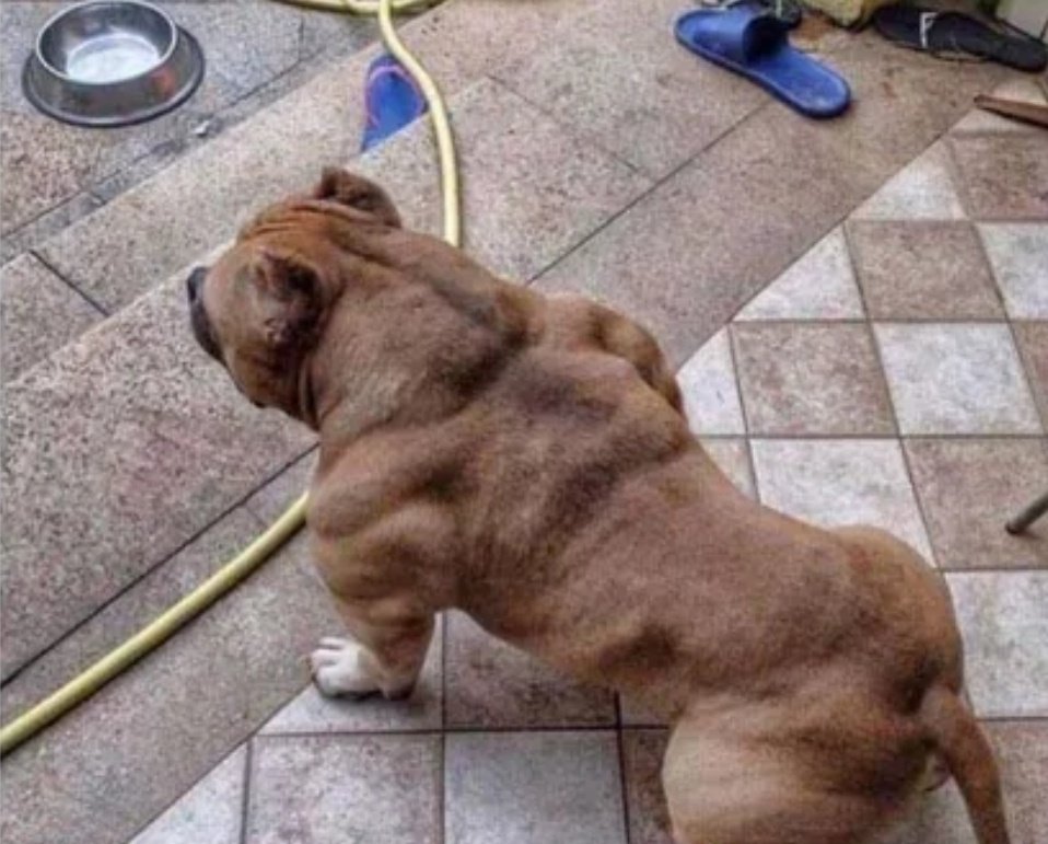 sacame a pasear o te reviento la puta casa
