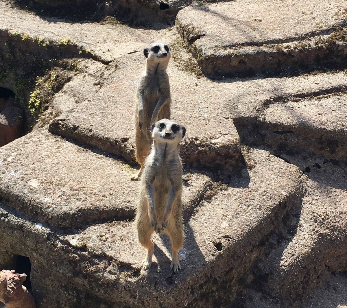 Paignton Zoo tweet media
