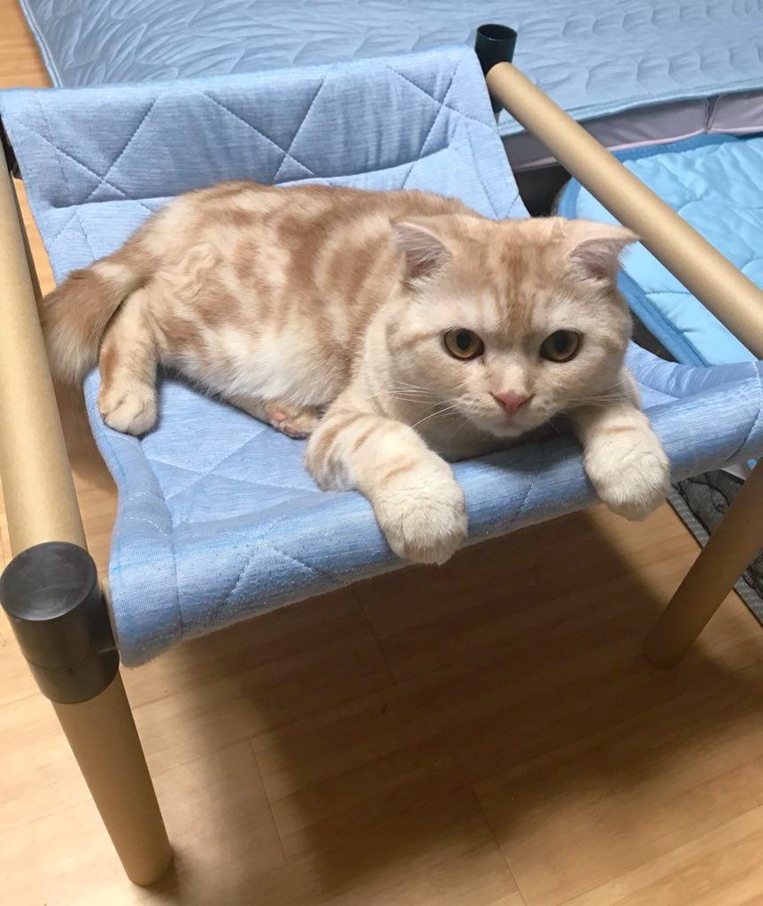 セリアのクラフトラックで作るにゃんもっく