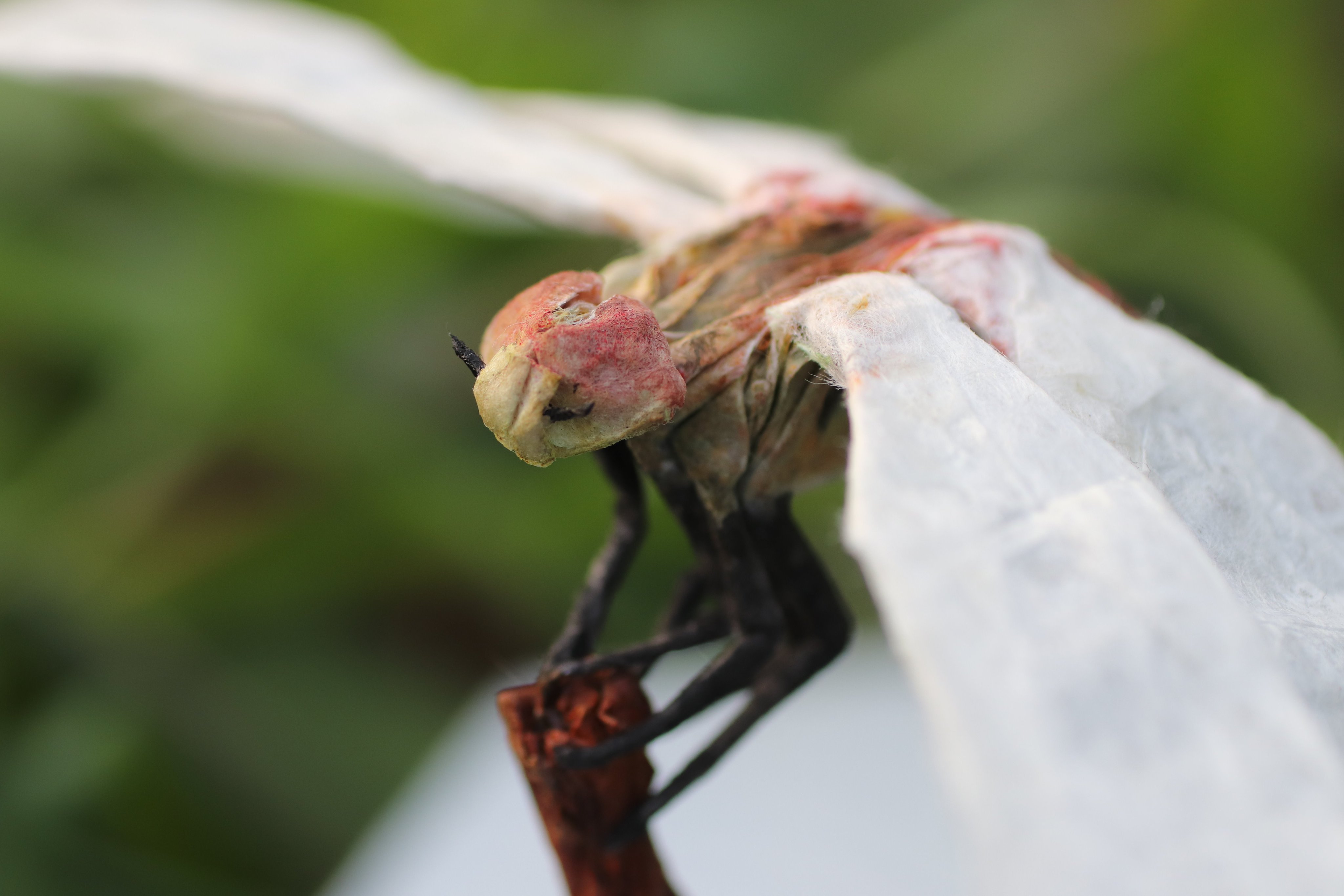 有澤悠河 Arisawayuga アキアカネ トンボ 落水紙 春雨 30 30cm 木 楮紙 台座 落水紙 流水 温めていた新作 全て自分で漉いた紙で作っています 創作段階から 落水紙の持つ繊細な美しさを引き出せるよう心掛けました トンボは 正方形から