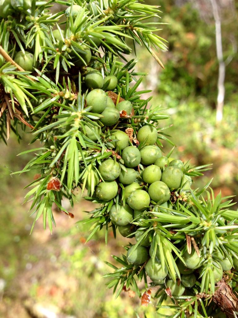 Juniper berries really are at the heart of every great gin, and Chelsea Royal in no exception. Thanks to Nikki in the Chelsea Royal team, who sent us this pic that she took herself of these gorgeous juniper berries #ChelseaRoyal #ChelseaRoyalGin #JuniperBerries