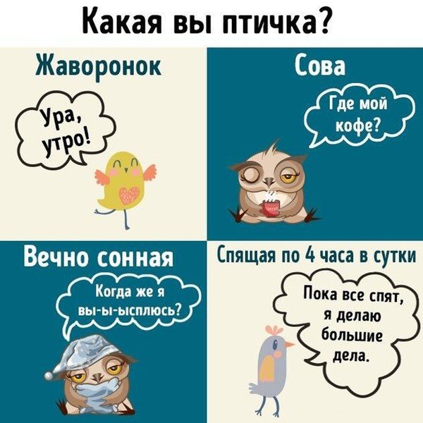 Сова или жаворонок картинки прикольные
