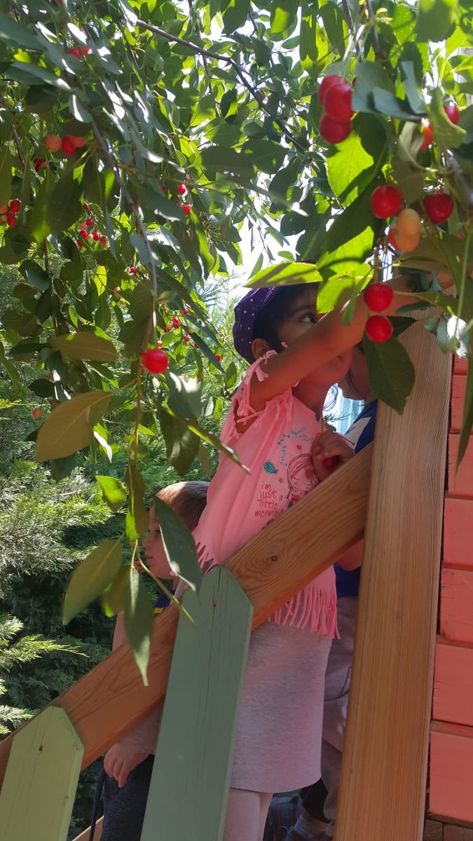 incek_ugur's tweet photo. Bahçemizden Vişneler toplandı 👍 Kendi meyve sularımızı yapmak için hazırlandı 🍒 😃 @incek_ugur @UgurOkullari https://t.co/1IYfxsRLXP
