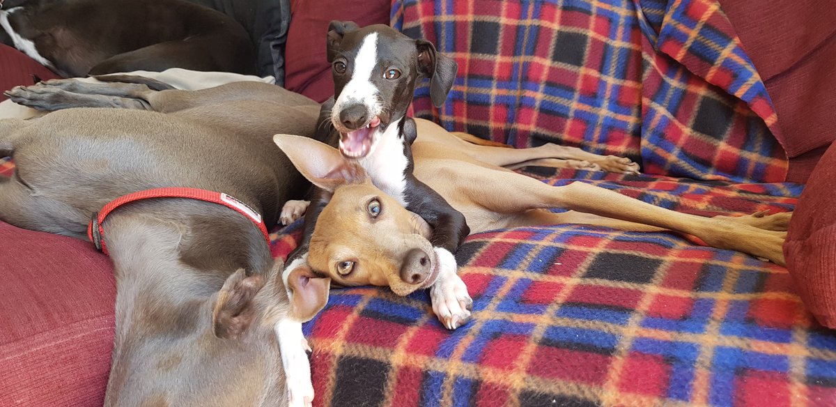 littlescrot's tweet photo. #derp #LittleScrot #aMAZEballs https://t.co/VNVCx5yTES