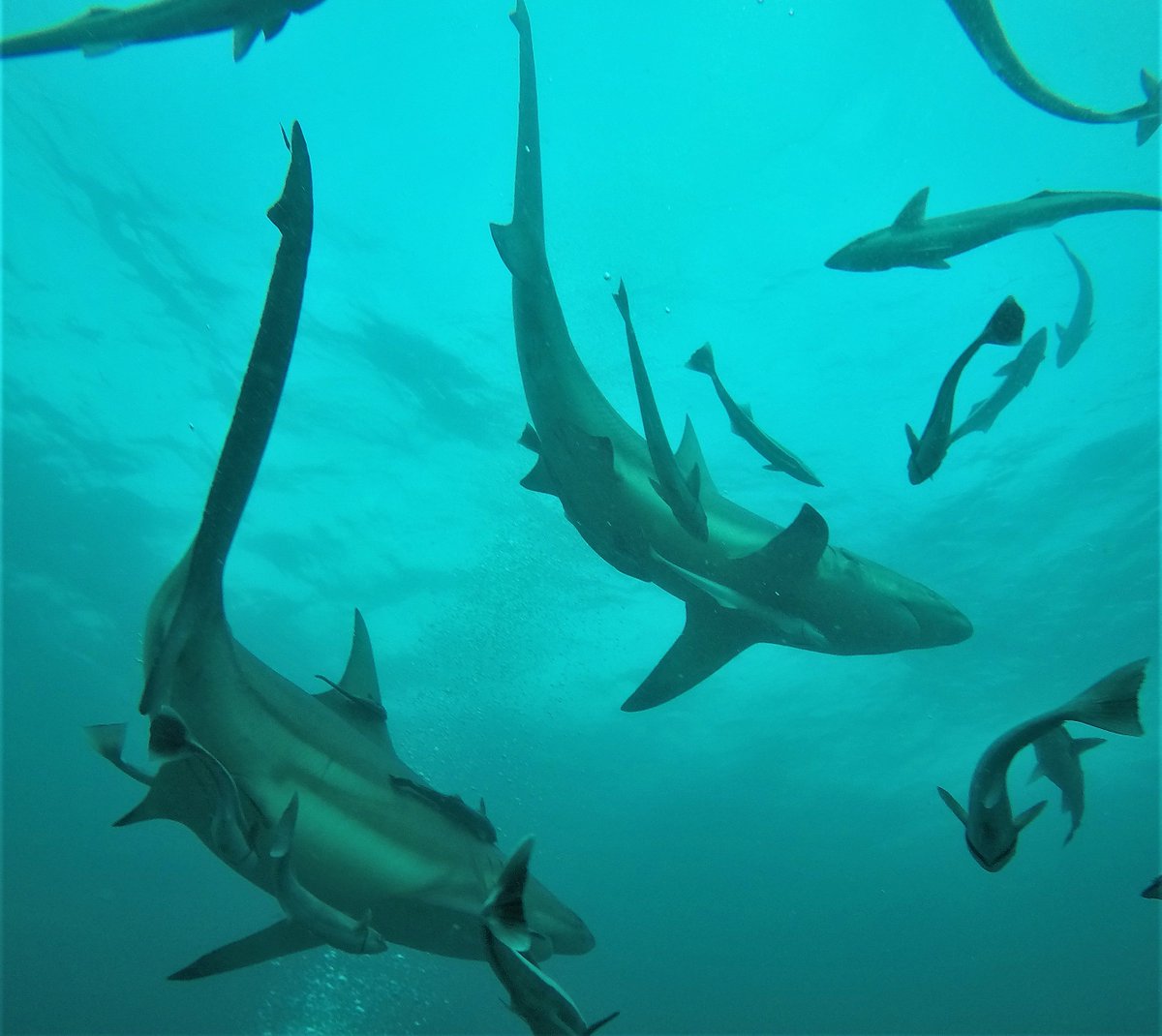 @africanwatersports tweet media