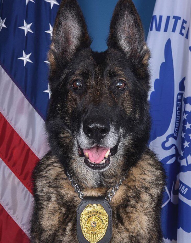 7trekky's tweet photo. Meet newly retired MWD Senior Chief Tomas. He had a career in US Customs and served in Seattle and Los Angeles conducting many operations during his career while keeping our ports safe- thank you and enjoy your retirement! ❤️🐾🇺🇸#MilitaryMonday https://t.co/uhPrW0147b