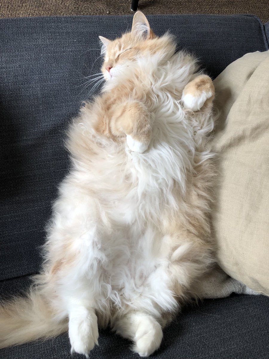 Seriously fluffy cat sleeping on its back