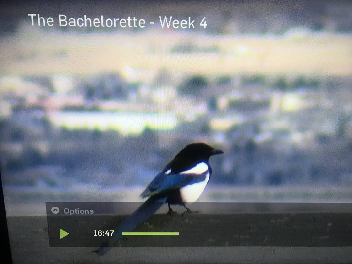 BachelorBirds's tweet image. Who wouldn’t give a rose to this classy bird, who is always wearing a tuxedo!! Black-billed Magpie on episode 4 of #TheBachelerotte 🌹🤵 #BirdsofTwitter #BirdsofUtah