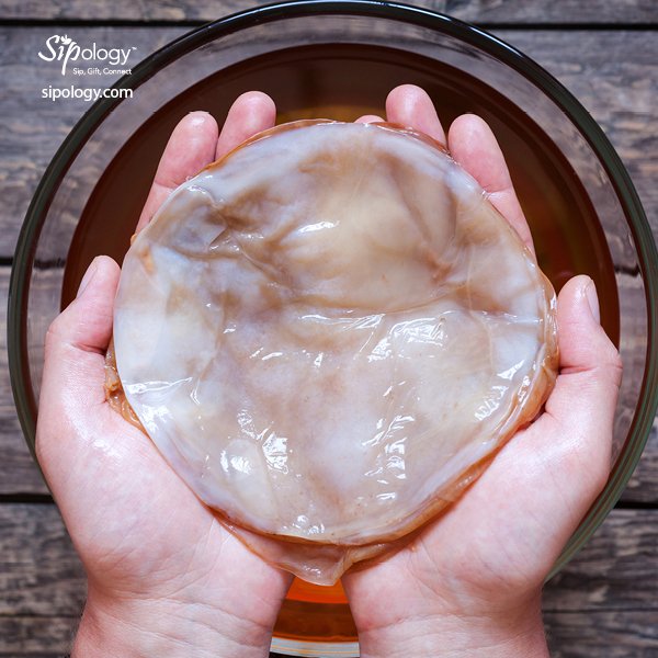 Sipology's tweet photo. “What’s a SCOBY?” you ask. It’s a Symbiotic Culture of Bacteria and Yeasts. Contact your Sipologist to book a Kombucha making party and see how you can use a SCOBY to make a delicious, fizzy, fermented tea! #kombucha

https://t.co/Q2py89QIHj https://t.co/iLuym0cRfH