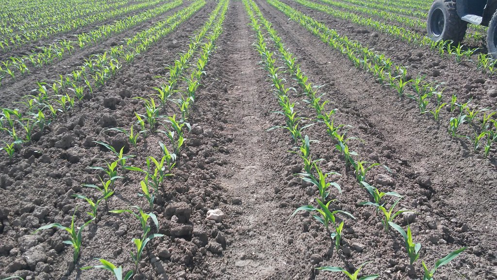 Crop IMS tweet media