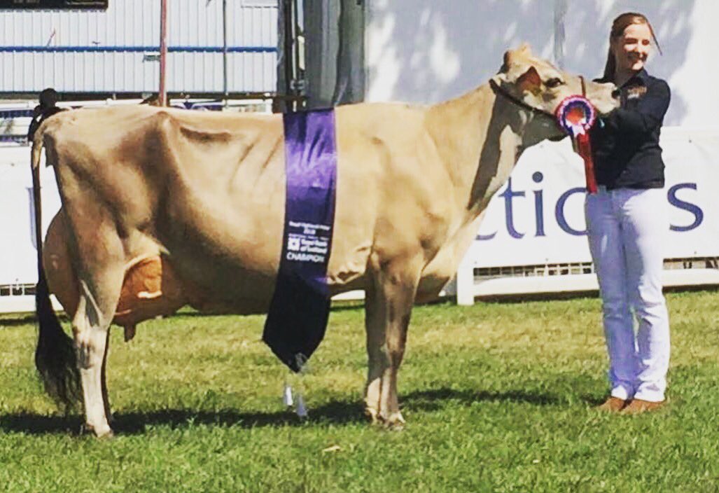 UKJerseys's tweet photo. Interbreed Champion at the 2018 Royal Highland Show, Fourcrosses Anthony Carroza @royalhighlandshow #royalhighlandshow #queenofquality #jerseycow https://t.co/D5SeQWE5xS