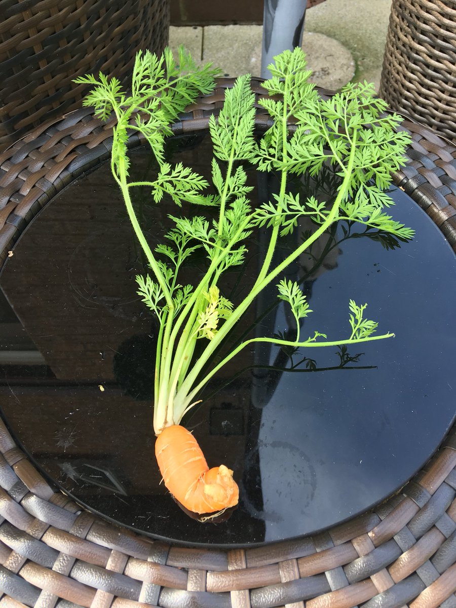 clearmountainuk's tweet photo. My very first #organic carrot from my little #veg patch. Looking a little bit wonky but I’m sure will be delicious.      DARE TO BE DIFFERENT #mindset #mindfulness #declutteringlife #lifestyle #nature #vegetables #organising #organic #daretobedifferent https://t.co/X8P9ipC0fs