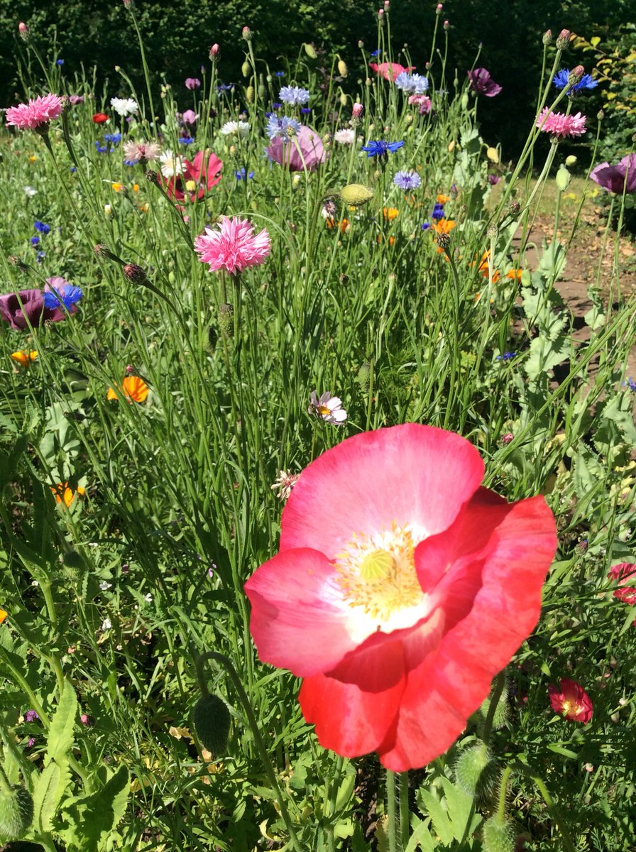 oedipusscat's tweet photo. Today in the garden. Veg plot planted with annual flowers for butterflies, etc. But where are they? #nobutterflies https://t.co/3WOCmbGxXT