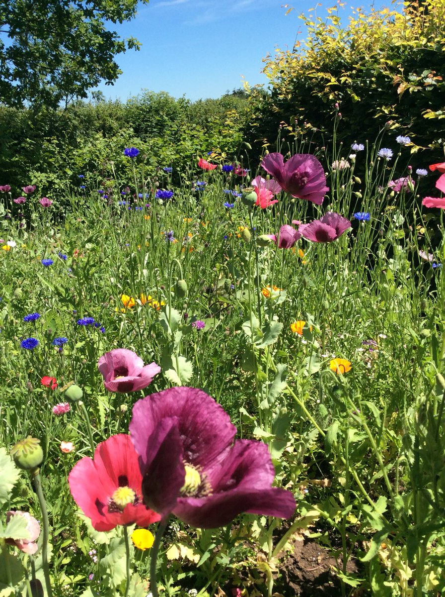 oedipusscat's tweet photo. Today in the garden. Veg plot planted with annual flowers for butterflies, etc. But where are they? #nobutterflies https://t.co/3WOCmbGxXT