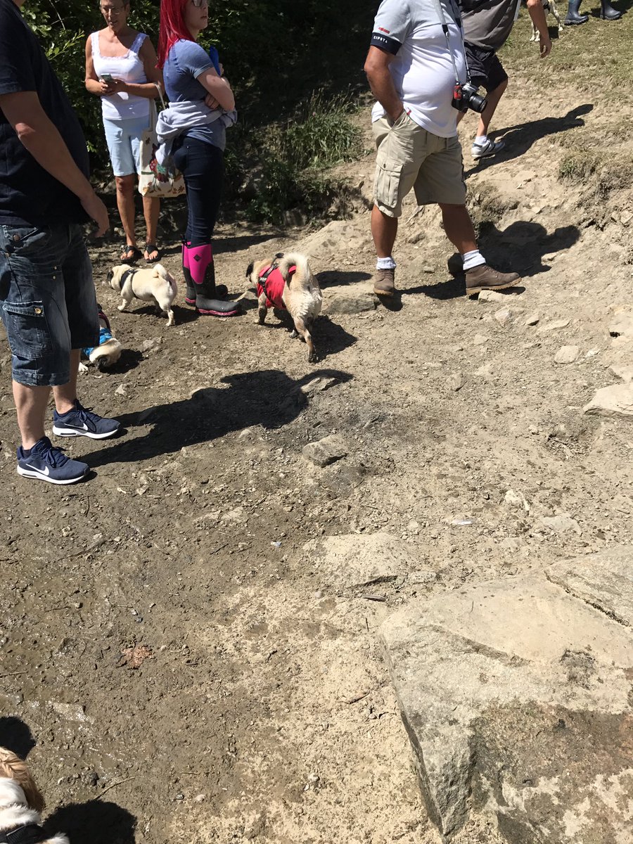 ThingPug's tweet photo. Great pug walk yesterday 🐶 #pug #puglife #dogwalk #SundayMorning #paddle https://t.co/ZSiN1prCrf