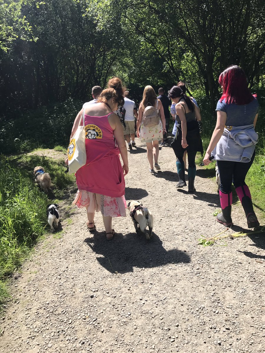 ThingPug's tweet photo. Great pug walk yesterday 🐶 #pug #puglife #dogwalk #SundayMorning #paddle https://t.co/ZSiN1prCrf