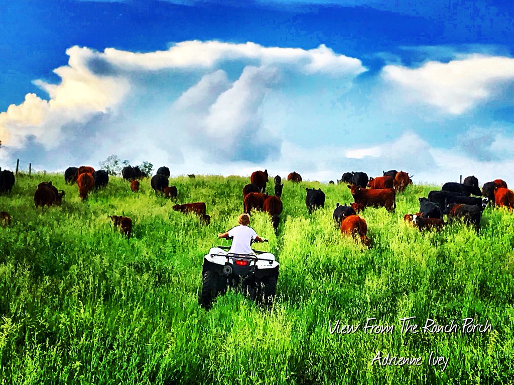 Adrienne Ivey tweet media