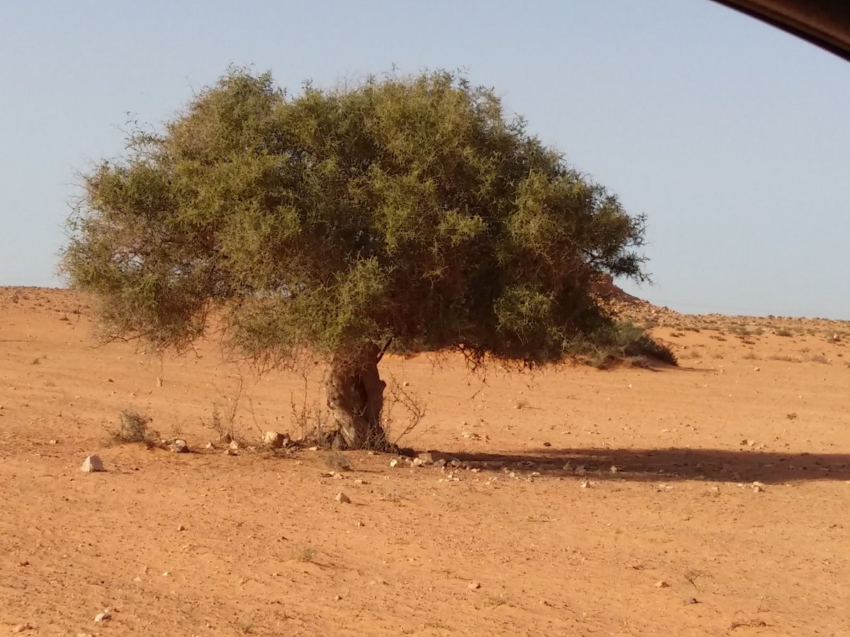 شجرة السدر ما أجملها  .
