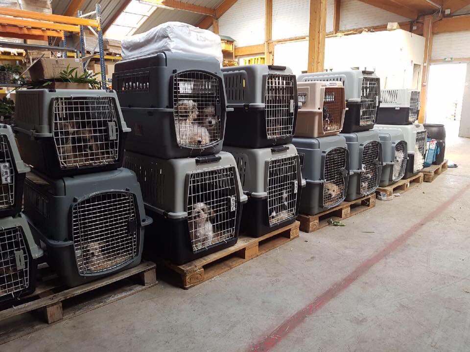 FAAOfficiel's tweet image. Des marchandises... voilà comment le groupe @Jardiland traite les animaux. Ce week-end, dans le magasin #Jardiland de Groslay, une vente de chiots était organisée.
Des clients, alertés par les bruits de gémissements, sont allés voir ce qu'ils se passaient au niveau du stockage.