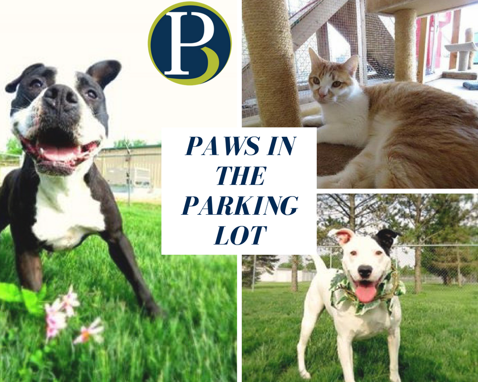 PBIAgency's tweet photo. We are excited to team up with the Van Wert County Humane Society and host Paws in the Parking lot this coming Saturday, June 30th from 9:00 am to noon. Feel free to stop by and see all the wonderful animals that need to be adopted. #morethanapolicy #pawsintheparkinglot https://t.co/89CUUnL0Qz