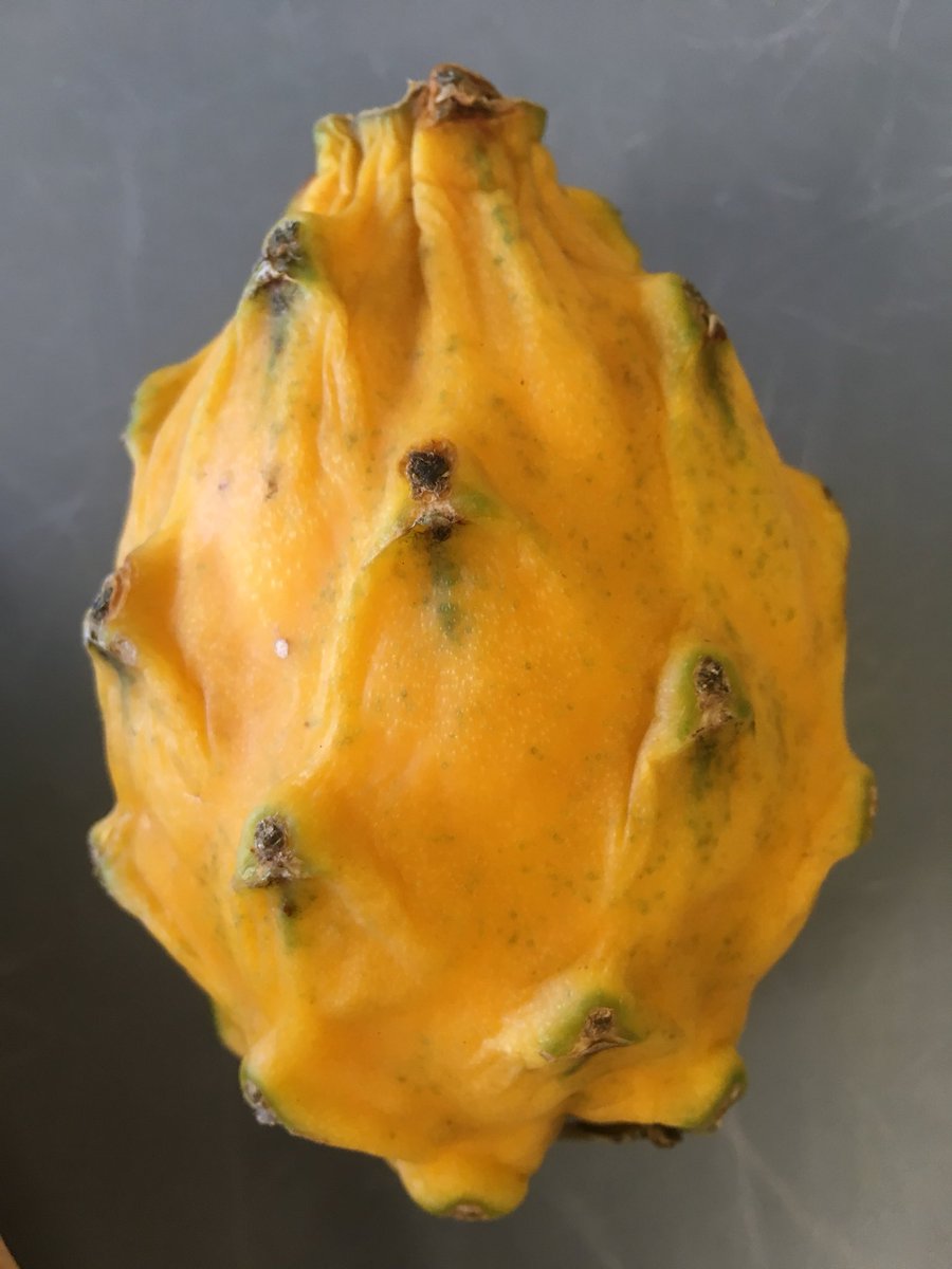 lesce2depmc's tweet image. Nous avons mangé de la pitaya jaune ou fruit du dragon. #classedugout