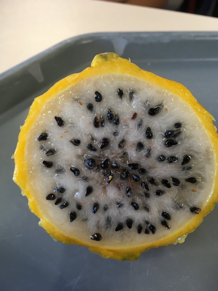 lesce2depmc's tweet image. Nous avons mangé de la pitaya jaune ou fruit du dragon. #classedugout