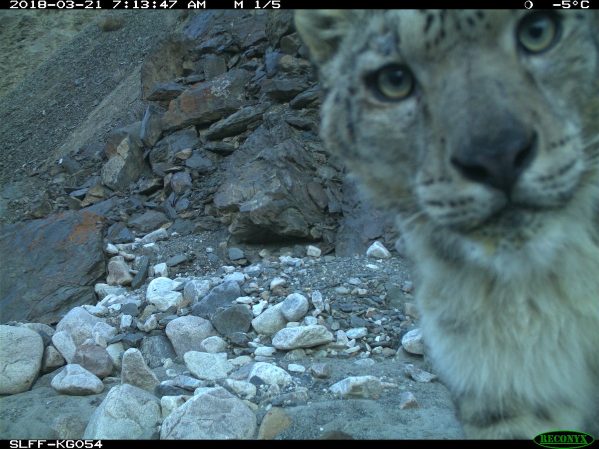 Need some Monday Motivation? How about these #snowleopard #selfies from #Kyrgyzstan to cheer you up? #cameratrapping #wildlife #conservation