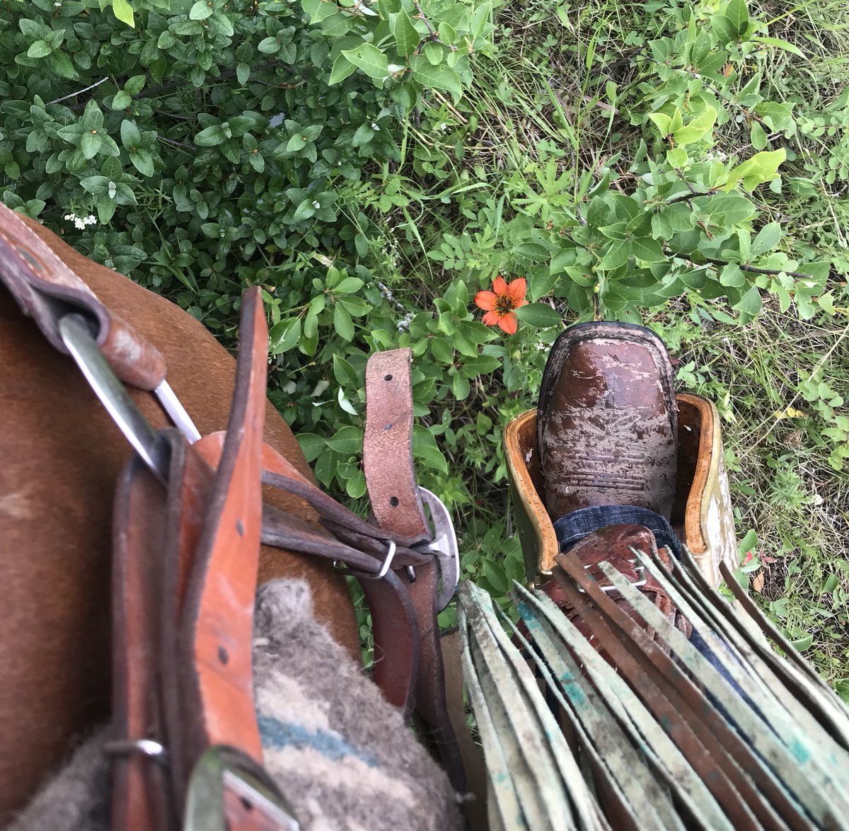 cropsncows's tweet photo. A day in the saddle is always a great day!! Sunday Funday checking pastures!! #ranchlife #herefords #countingcows https://t.co/5q5tPIPxKH