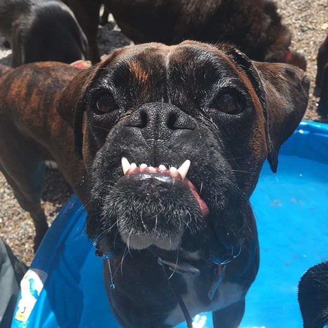 theurbanhound's tweet image. Teef. ·
·
·
#theurbanhoundhotel #urbanhound #dogsofthesouthend #dogsofboston #theurbanhound #southenddogs #bostondogs #bostondogtrainer #bostondogwalker #bostondoggroomer #bostondogtraining #bostonbusiness #dogsinboston ift.tt/2K96aOk