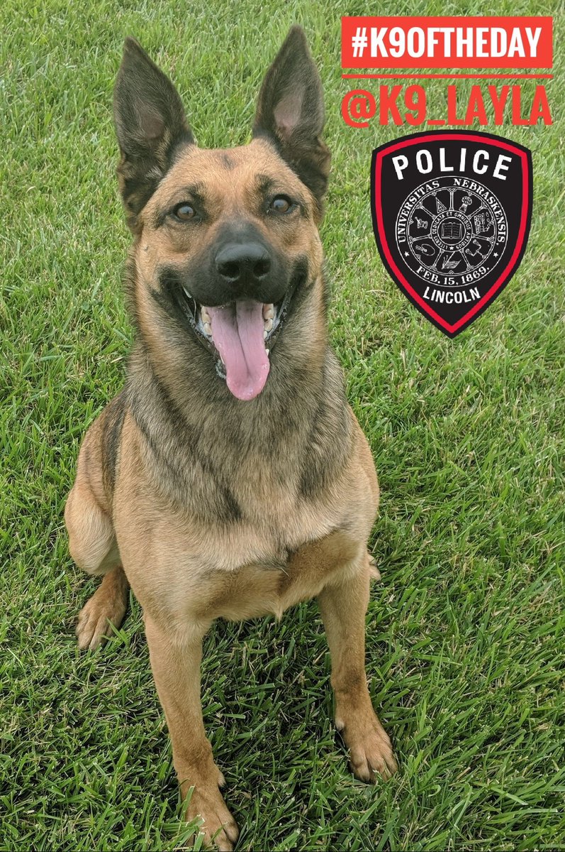 Christina_Roof's tweet photo. #K9OfTheDay
K9 Layla
Handler: Ofc Johnson
@UNLincoln PD
#K9Layla is a 3yr old Belgian Malinois/GS/Lab mix. @K9_Layla is an Explosives Detection & Evidence Recovery dog. At work she loves finding things! She also loves playing & finding new ways to raise her Dad's blood pressure! https://t.co/qRO8MhATIF