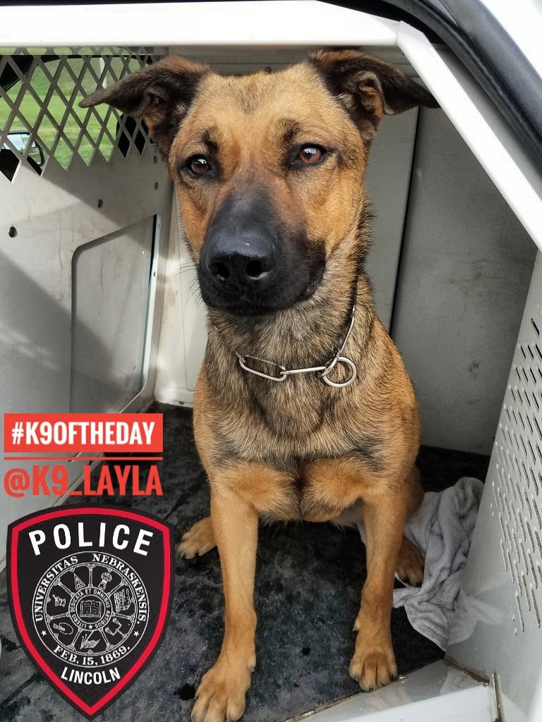 Christina_Roof's tweet photo. #K9OfTheDay
K9 Layla
Handler: Ofc Johnson
@UNLincoln PD
#K9Layla is a 3yr old Belgian Malinois/GS/Lab mix. @K9_Layla is an Explosives Detection & Evidence Recovery dog. At work she loves finding things! She also loves playing & finding new ways to raise her Dad's blood pressure! https://t.co/qRO8MhATIF
