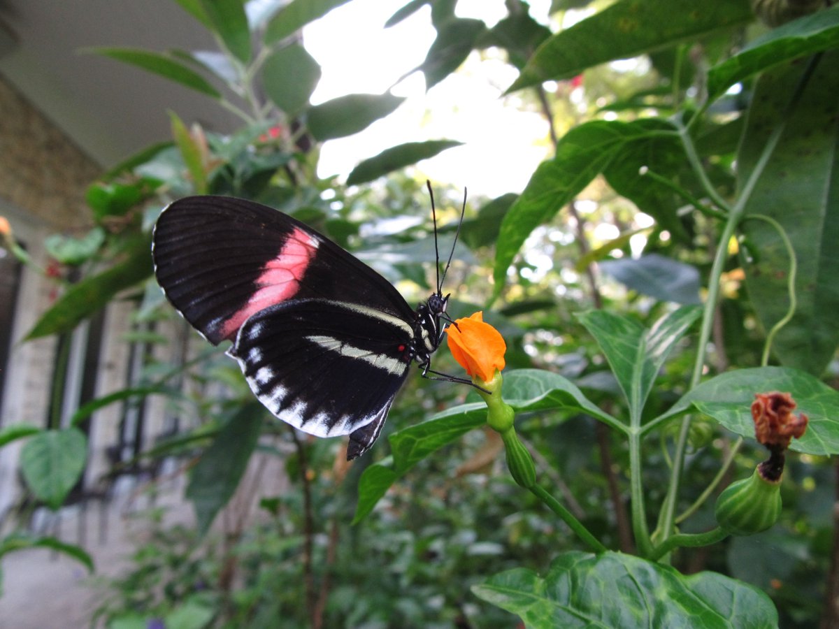 martin_feather's tweet photo. One of several color forms of Heliconius melpomone from Ecuador feeding in Wings of the Tropics @FairchildGarden this morning https://t.co/KzbhWg49Kf