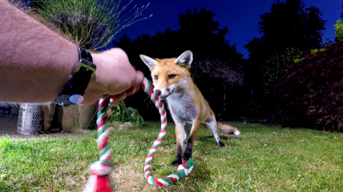 SteveDownerFilm's tweet photo. Playing fox tug of war last night &amp; getting some low angle portraits https://t.co/XsYn9Vknoz