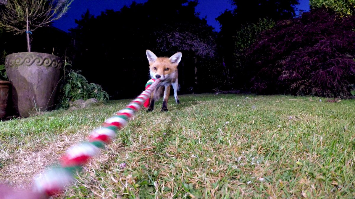 SteveDownerFilm's tweet photo. Playing fox tug of war last night &amp; getting some low angle portraits https://t.co/XsYn9Vknoz