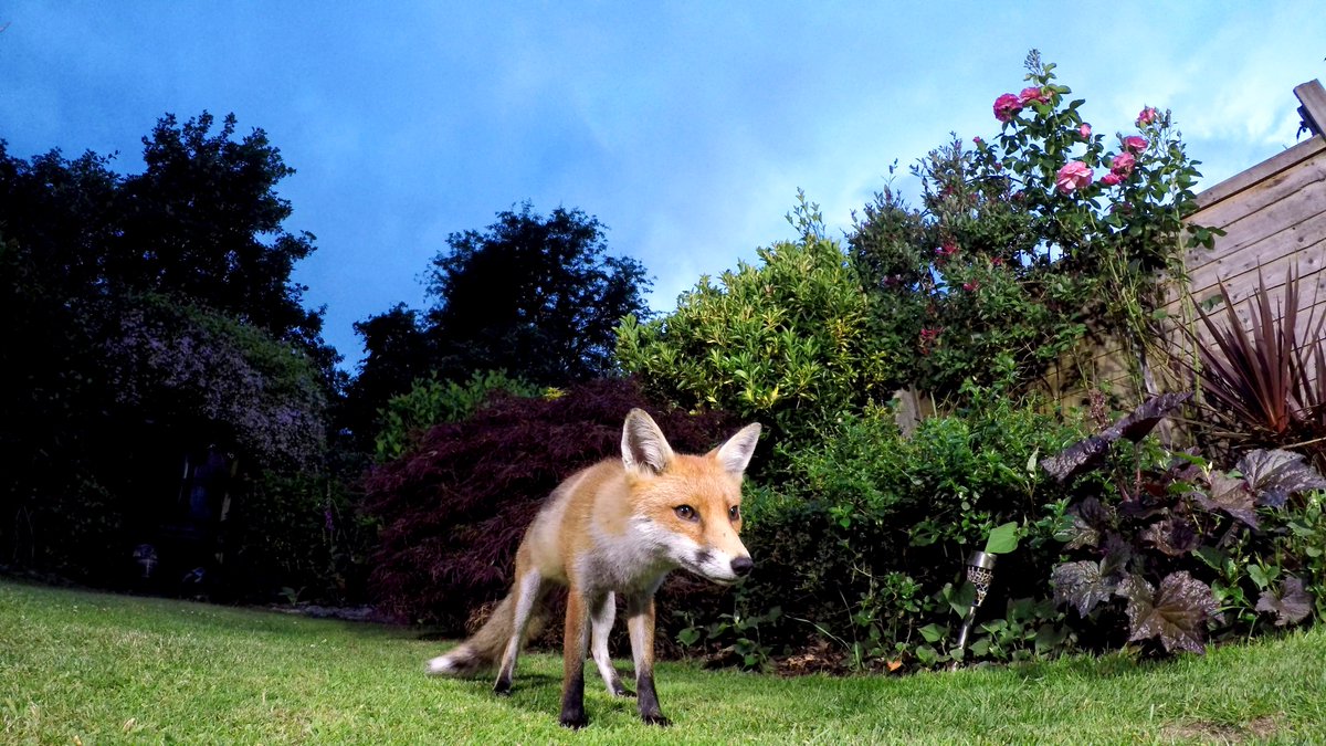 SteveDownerFilm's tweet photo. Playing fox tug of war last night &amp; getting some low angle portraits https://t.co/XsYn9Vknoz