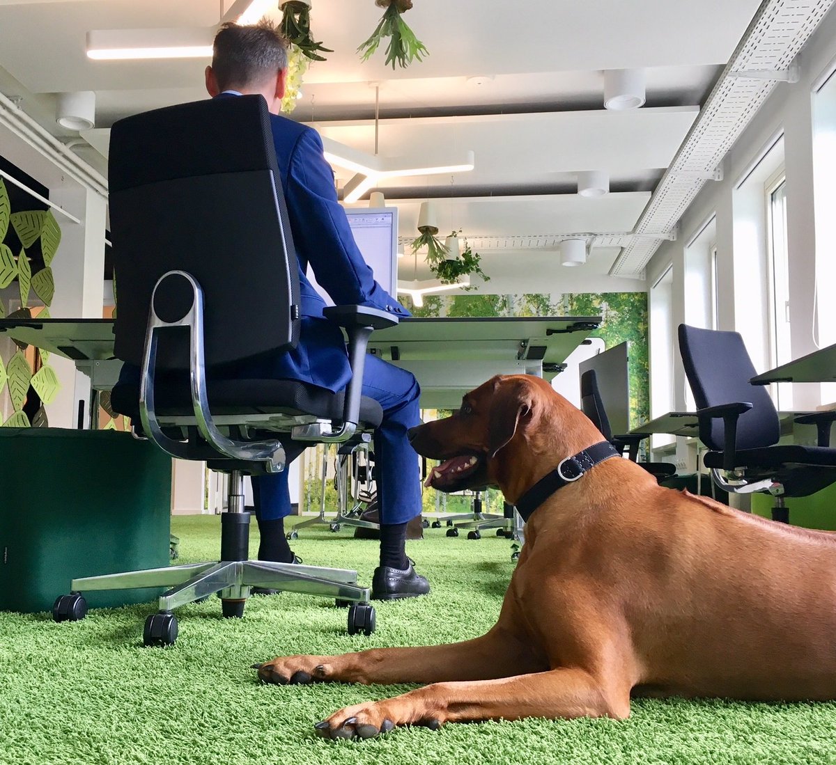 anja_rechenberg's tweet photo. New staff member Amira is performing very well. The 4-year-old ridgeback joined her owner Andreas for the very first #dayoftheofficedog
at @Allianz last Friday. She left our whole team with a big smile in our faces. 
#workwell #stressfree #dogsoftwitter https://t.co/rp9kjSfBe3