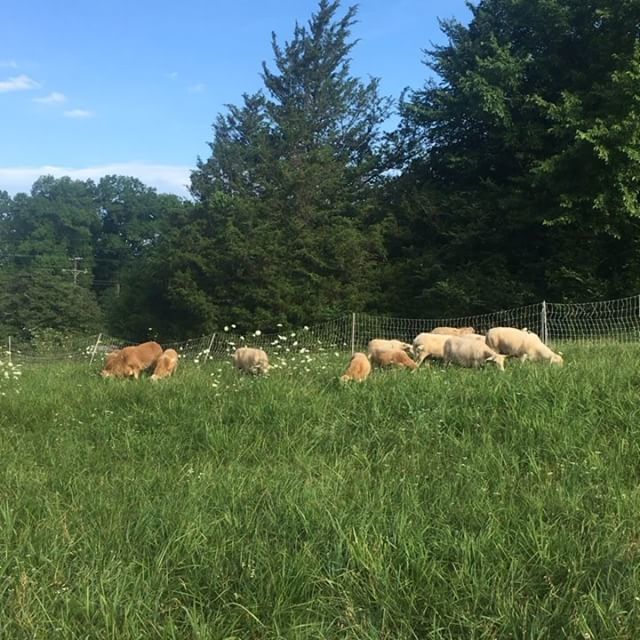 Excited for the opportunity to trial all these new hemp varieties this year for our Industrial Hemp Pilot Program under the Tennessee Dept. Of Agriculture.  We do miss growing mostly vegetables for our CSA, but sheep, hemp, cut-flowers, sweet potatoes an… ift.tt/2lz1X7I