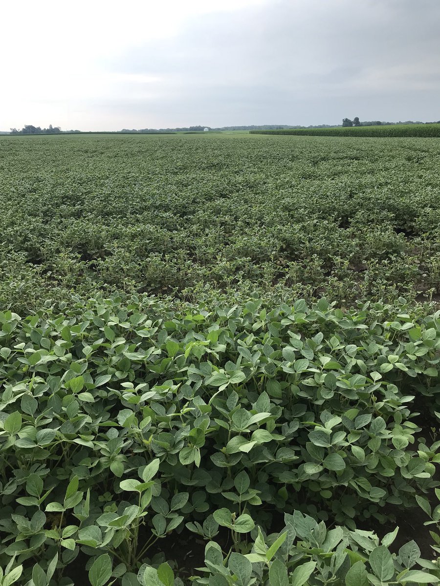 keysseedguy's tweet photo. RR2 beans cupped across the whole field, except where the sprayer did not get backed into the corner.  Sprayer is non dicamba.  High AMS rate seems to be the culprit on several fields, NOT dicamba! https://t.co/PWsnoBpYNM