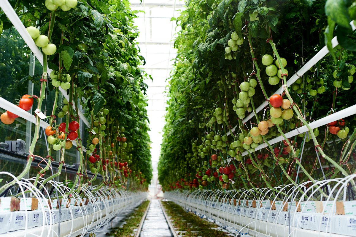 #RFP: Commercialization of #greenhouse #tomato seeds – submission deadline is July 31, 4 pm vinelandresearch.com/rfp #partnerwithus
