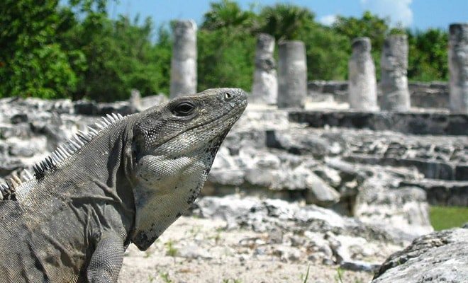 MayanSkyTravel's tweet photo. ►Zona arqueológica El Rey fue la primera explorada en Cancún, está conformada por dos plazas y dos calles principales, a diferencia de los demás sitios arqueológicos que solo tienen una. Su estilo es muy similar al de Tulum.
#MayanSky https://t.co/ppOVwQSZks