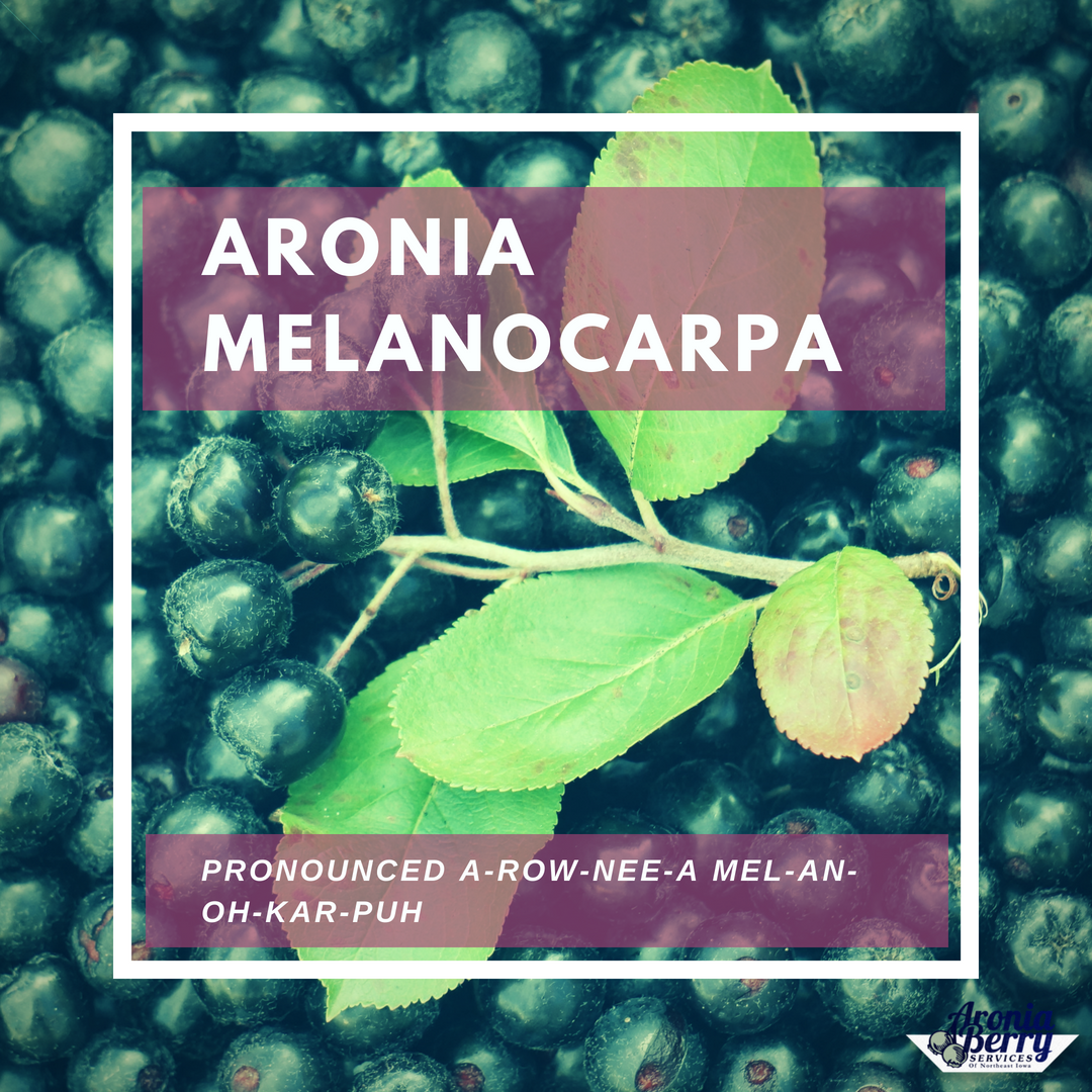 AroniaBerryServ's tweet photo. Ever wondered if you're saying "aronia" right? We've got you covered! "Aronia Melanocarpa" is easy to pronounce once you've the hang of it! Try "a-row-nee-a mel-an-oh-KAR-puh!" https://t.co/eUTN4kU3oV