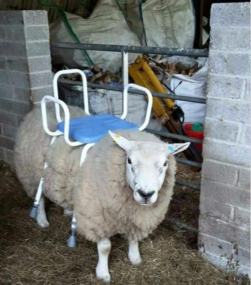 DBentleyMiller's tweet photo. FOR SALE: Ride on Mower. £120 no offers! https://t.co/SFL4VOxxuB