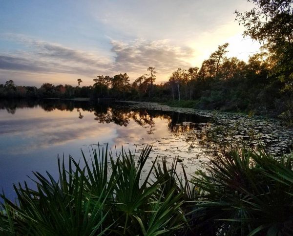 WhatToOrlanDO's tweet photo. Round Lake Park is located in Oviedo, Florida and includes a segment of the Florida Trail - https://t.co/EId9i7jKTw #fltrail #hike #floridatrail #lovefl #optoutside #oviedofl #florida #greatoutdoors https://t.co/9PVP6l3gKs