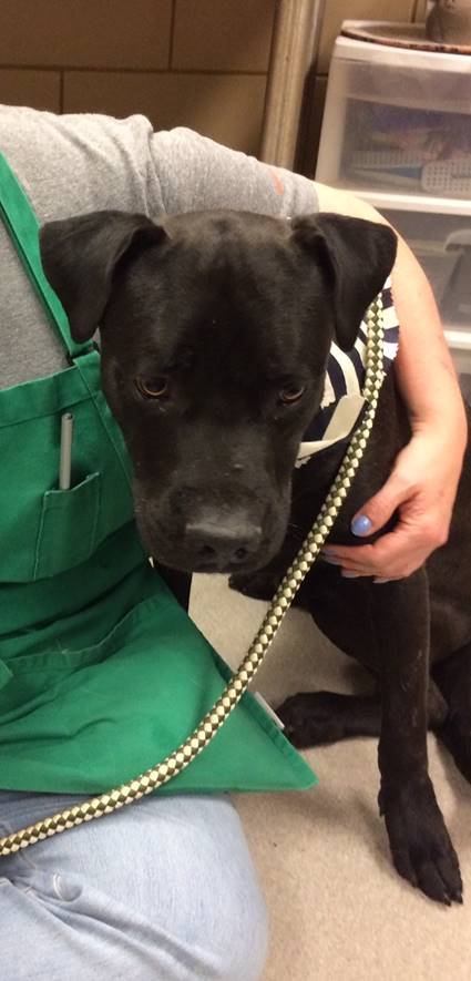 lisareiss's tweet photo. COLE, #38794811,3 yr old Lab mix is being treated for kennel cough and URI at Mesquite, TX shelter near Dallas.Sweet baby.WILL DIE TODAY @11 am without Rescue, Foster or adopter. 972-216-6283 rescues@cityofmesquite.com
Retweet to SAVE HIM! #MAGA #MAGATexas #DOG #TXDOG #URGENTDOG https://t.co/S2lb2xKnvS