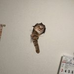 これ欲しいｗ帰宅したら猫が壁を突き破ってお迎え!