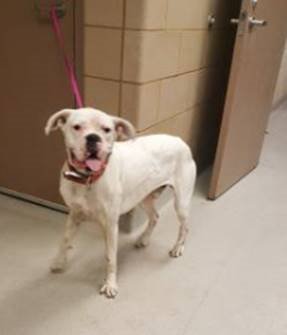 lisareiss's tweet photo. #38897119, 4 year old male unaltered BOXER at Mesquite, TX shelter near Dallas.Sweet baby.WILL DIE TODAY @11 am without Rescue, Foster or adopter. 972-216-6283 rescues@cityofmesquite.com
Retweet to SAVE HIM! #MAGA #MAGATexas #DOG #TXDOG #URGENTDOG https://t.co/kJFMWfUn0s