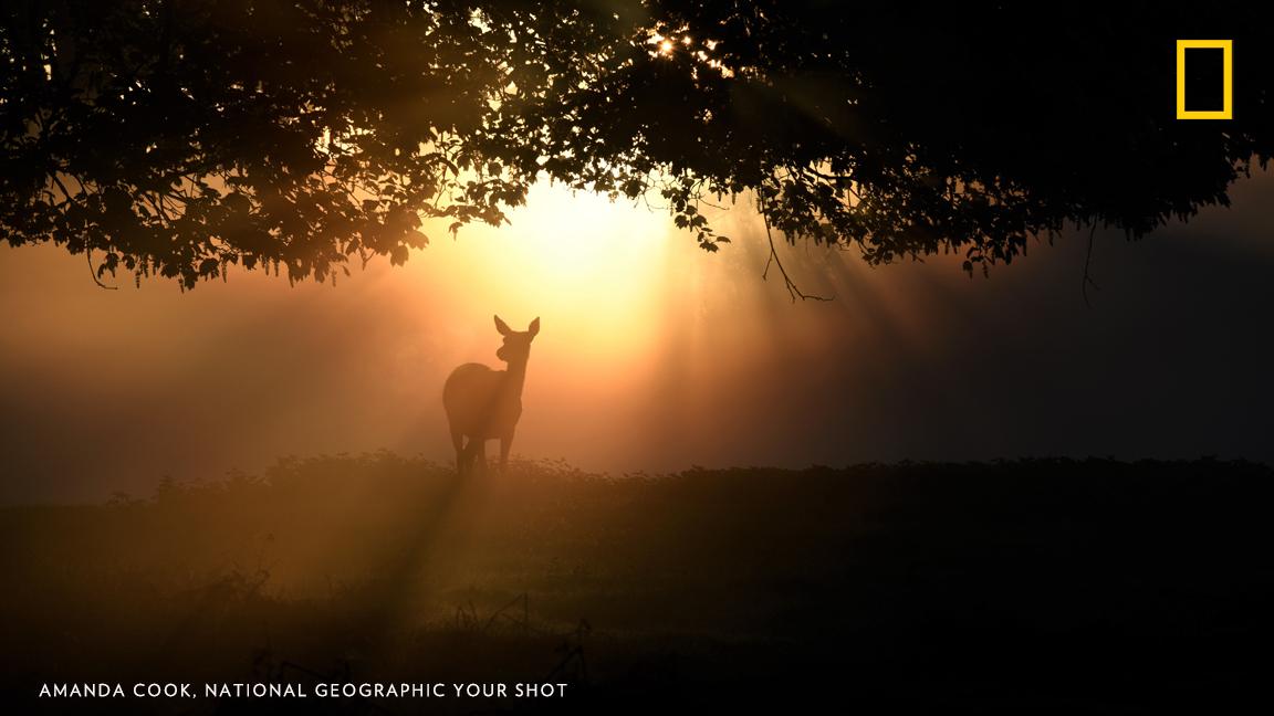NatGeo's tweet photo. "Getting up at 4:30AM is not too much of a struggle when you can capture moments like these," says Your Shot photographer Amanda Cook https://t.co/RLYfB5PtZI https://t.co/LHLk3D5Lnl